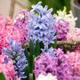 Voir la diapositive 4 : PLANT IN A BOX Jacinthe - Set de 10 - Hyacinthus - Bulbes à fleurs