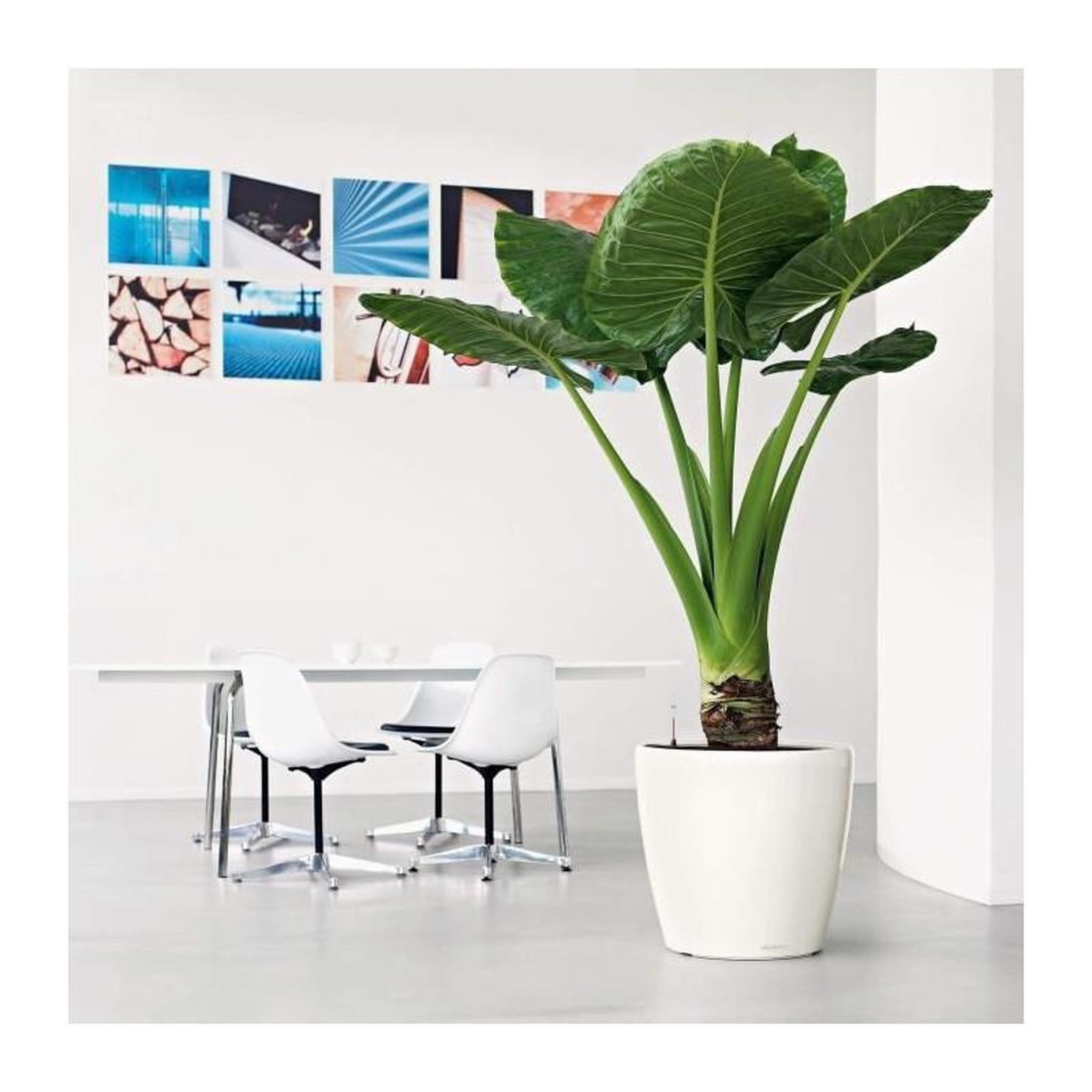 Voir la diapositive 4 : LECHUZA Classico Premium LS 50 - kit complet, rouge scarlet brillant Ø 50 X 47