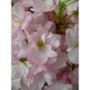 Voir la diapositive 3 : Cerisier à fleurs fastigié