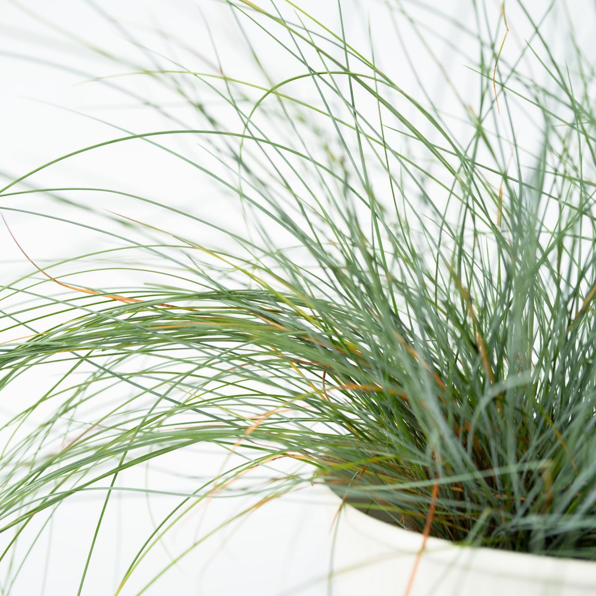 PLANT IN A BOX Fétuque - Set de 3 - Festuca glauca 'Elijah Blue' - Hauteur 10-15cm - ⌀9cm