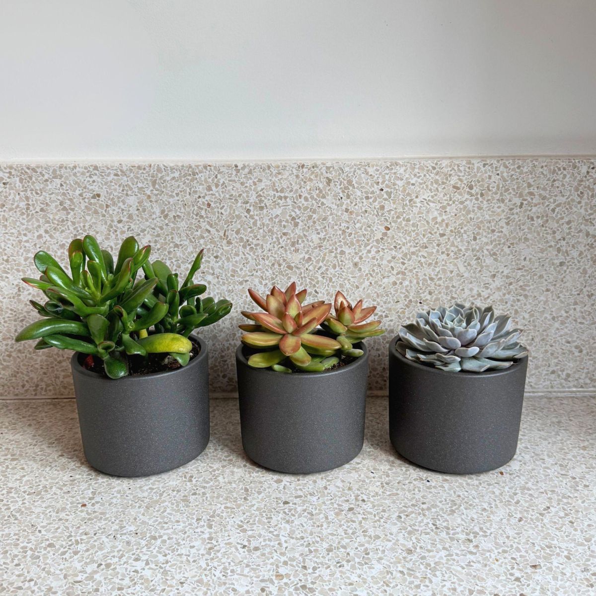 PLANT IN A BOX Mélange de succulentes - Set de 3 - Succulent Mix - H15-20cm - ⌀10,5cm