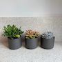 Voir la diapositive 4 : PLANT IN A BOX Mélange de succulentes - Set de 3 - Succulent Mix - H15-20cm - ⌀10,5cm