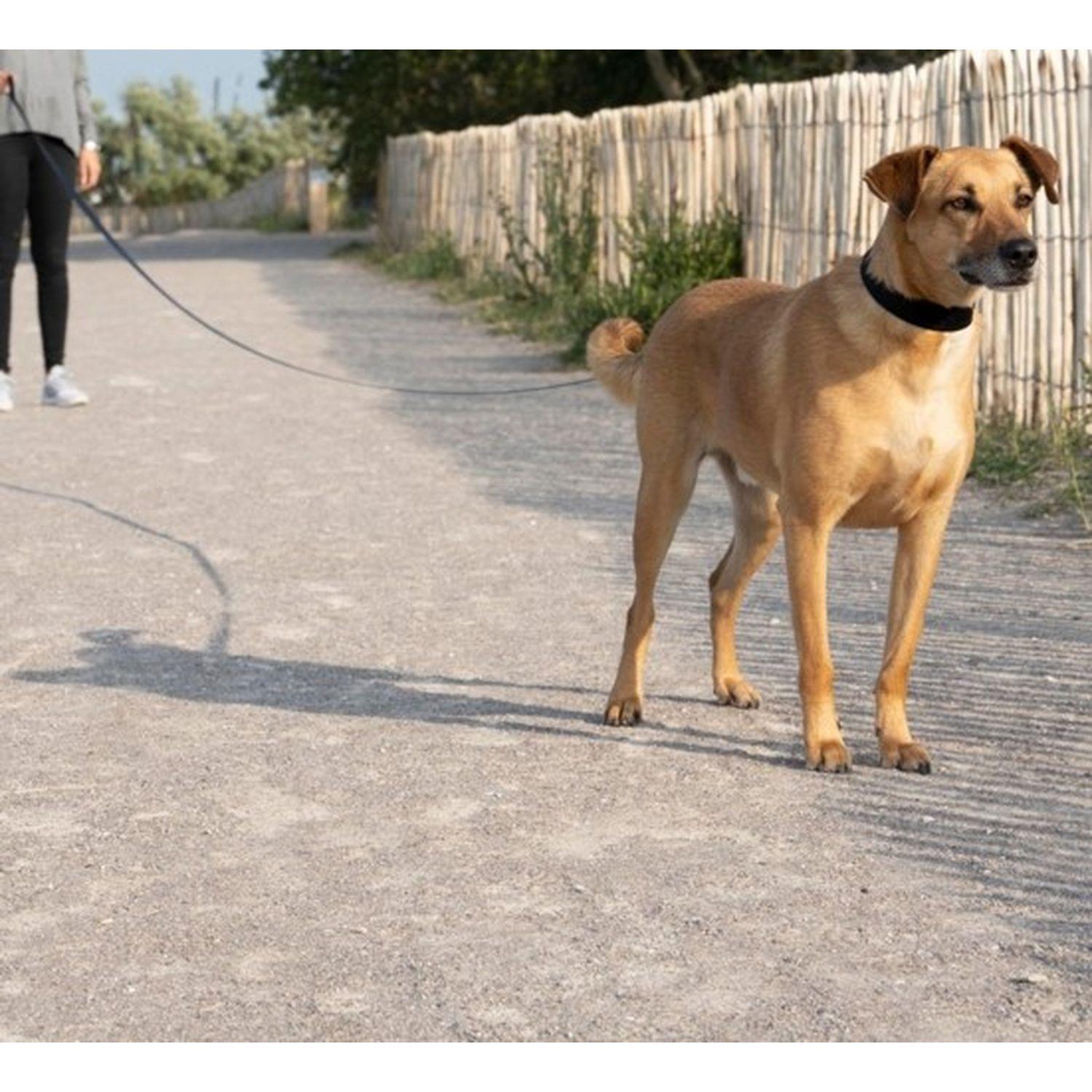 Voir la diapositive 2 : LOVE STORY Longe pour chien - longueur 9 m