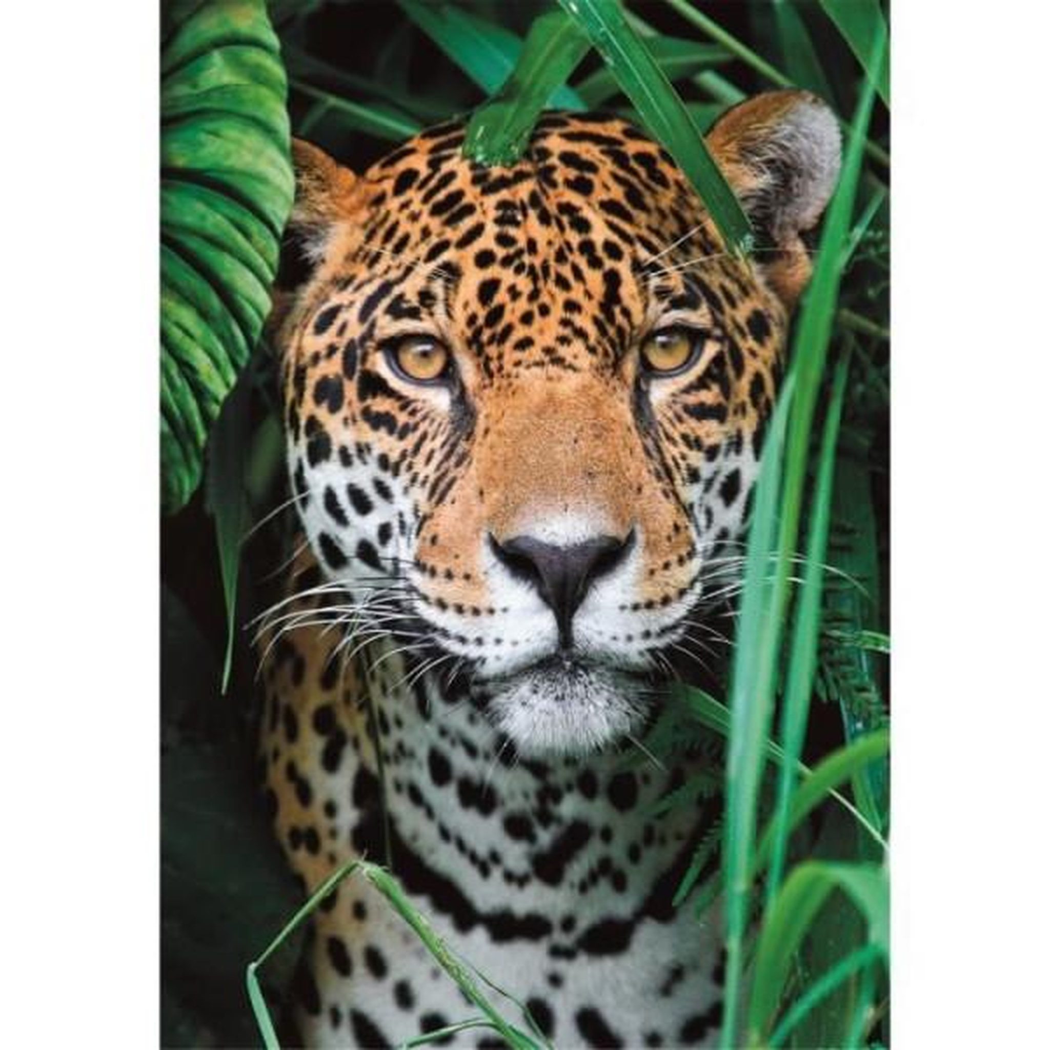 Voir la diapositive 2 : CLEMENTONI Clementoni - compact 500 pieces - jaguar in the jungle