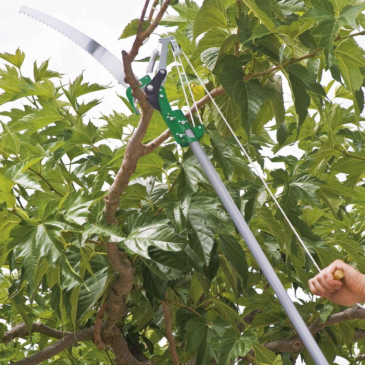 Ribiland Élagueur télescopique