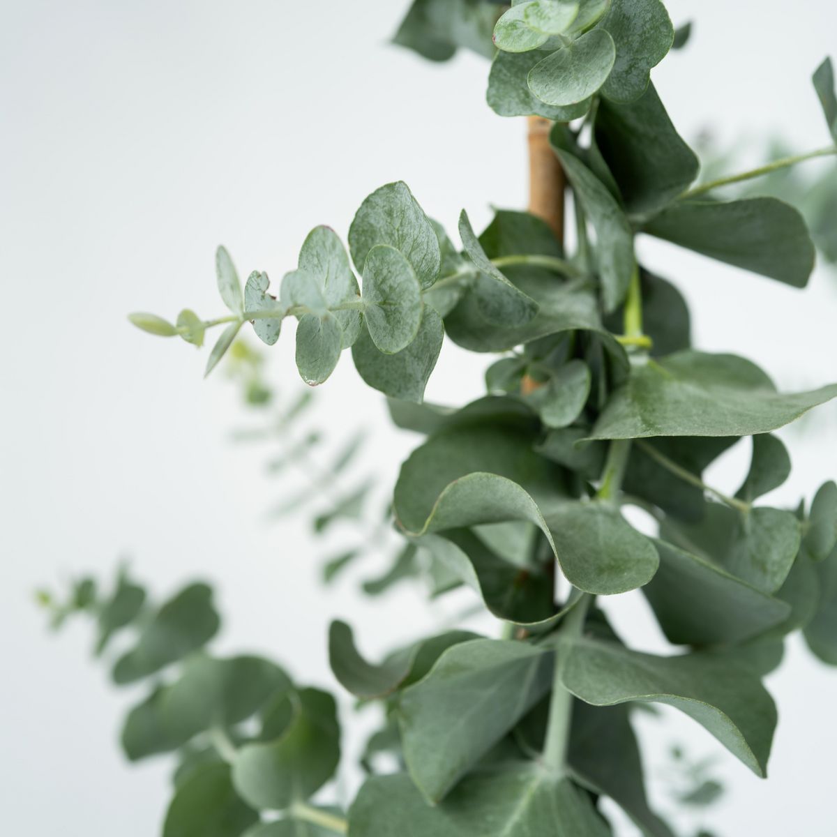 PLANT IN A BOX Gommier - Set de 2 - Eucalyptus cinerea 'Silver Dollar' - H90-110cm - ⌀19cm