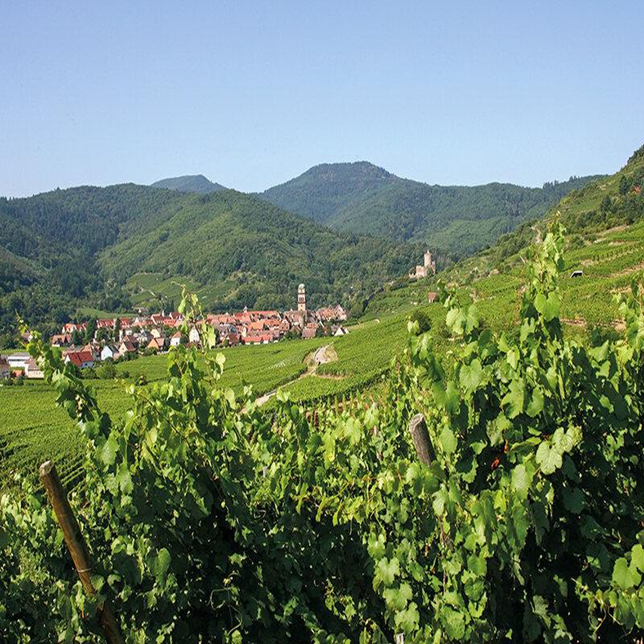 Voir la diapositive 4 : Smartbox Visite de cave et dégustation de vins d'alsace dans un domaine près de colmar - coffret cadeau gastronomie