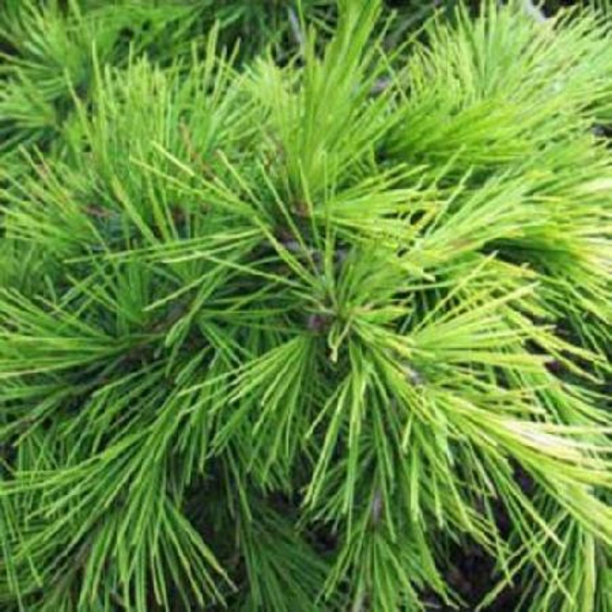 CEDRE DE L'HIMALAYA DORE NAIN