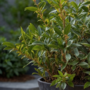 Voir la diapositive 3 : PLANT IN A BOX Sarcocoque confus - Set de 2 - Sarcococca 'Confusa' - Hauteur 30-40cm - ⌀17cm