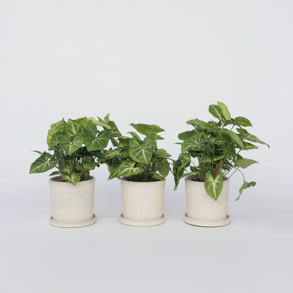 PLANT IN A BOX Patte-d'oie - Set de 3 - Syngonium podophyllum 'Pixie' - Hauteur 25-40cm - ⌀12cm