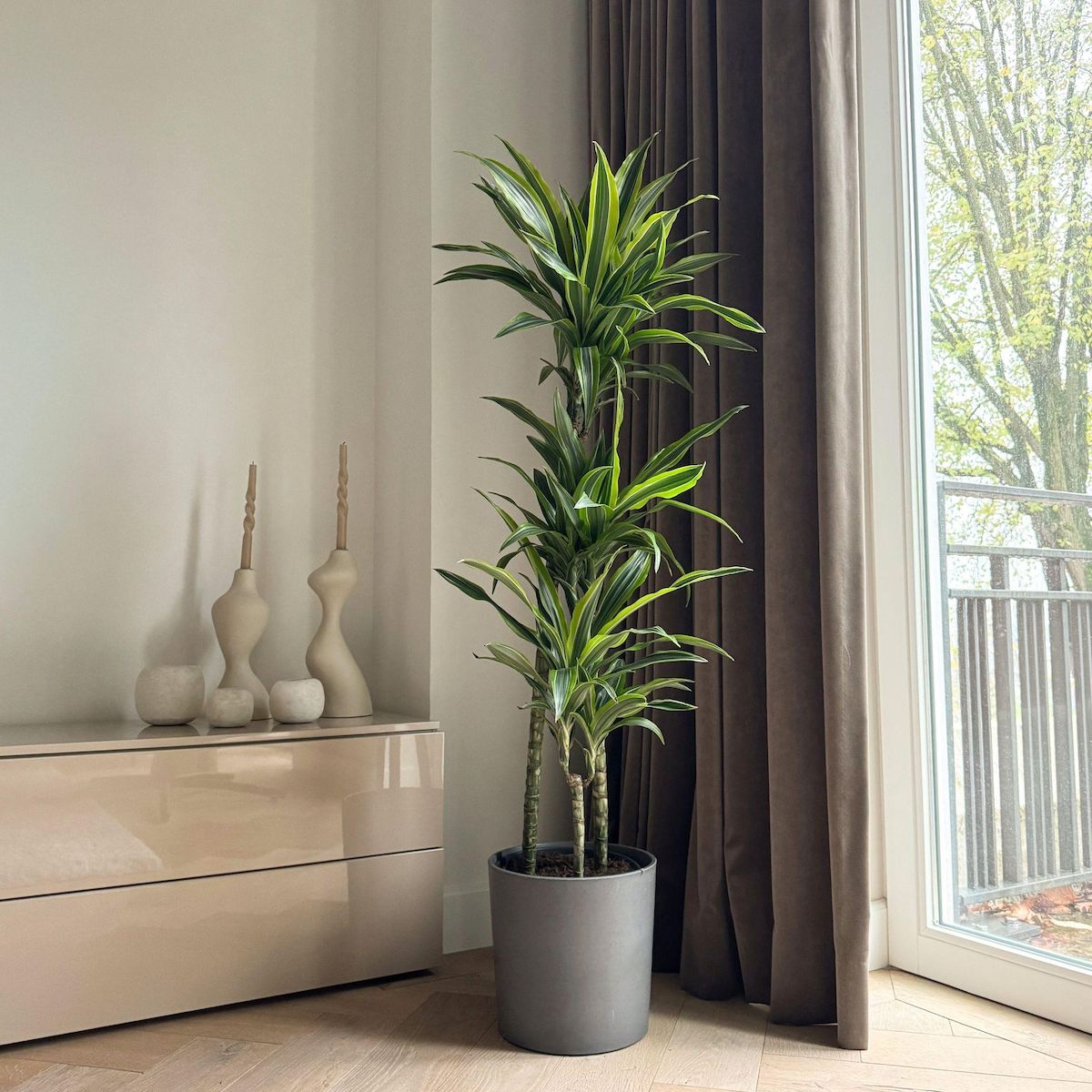 PLANT IN A BOX Dragonnier - Dracaena 'Lemon Lime' - Hauteur 130-140cm - ⌀24cm