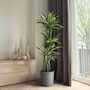 Voir la diapositive 4 : PLANT IN A BOX Dragonnier - Dracaena 'Lemon Lime' - Hauteur 130-140cm - ⌀24cm