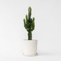 Voir la diapositive 6 : PLANT IN A BOX Euphorbe ingens - Euphorbia ingens - Hauteur 50-60cm - ⌀17cm