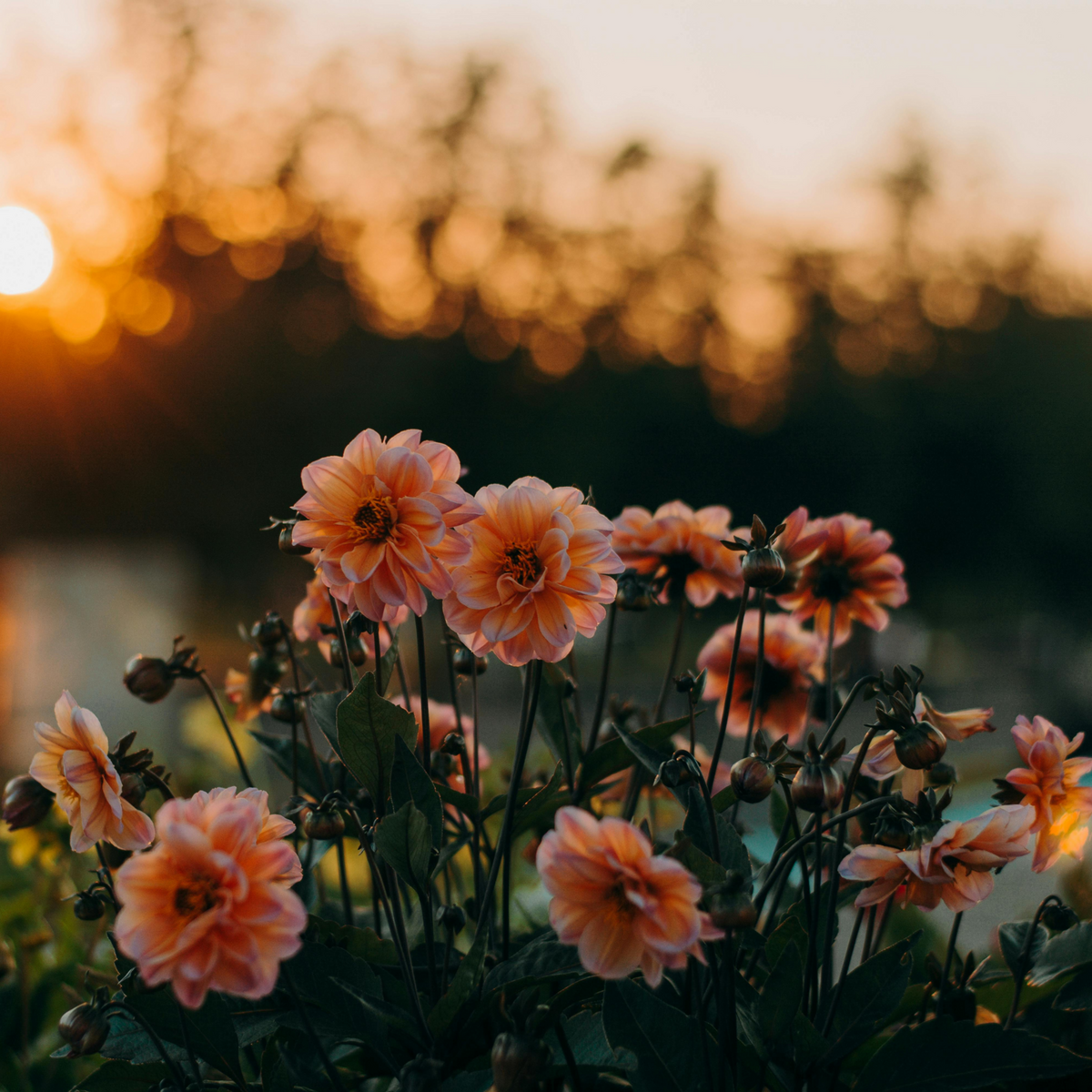 PLANT IN A BOX Dahlias - Set de 6 - Dahlia 'Waterlily Mix' - Bulbes à fleurs