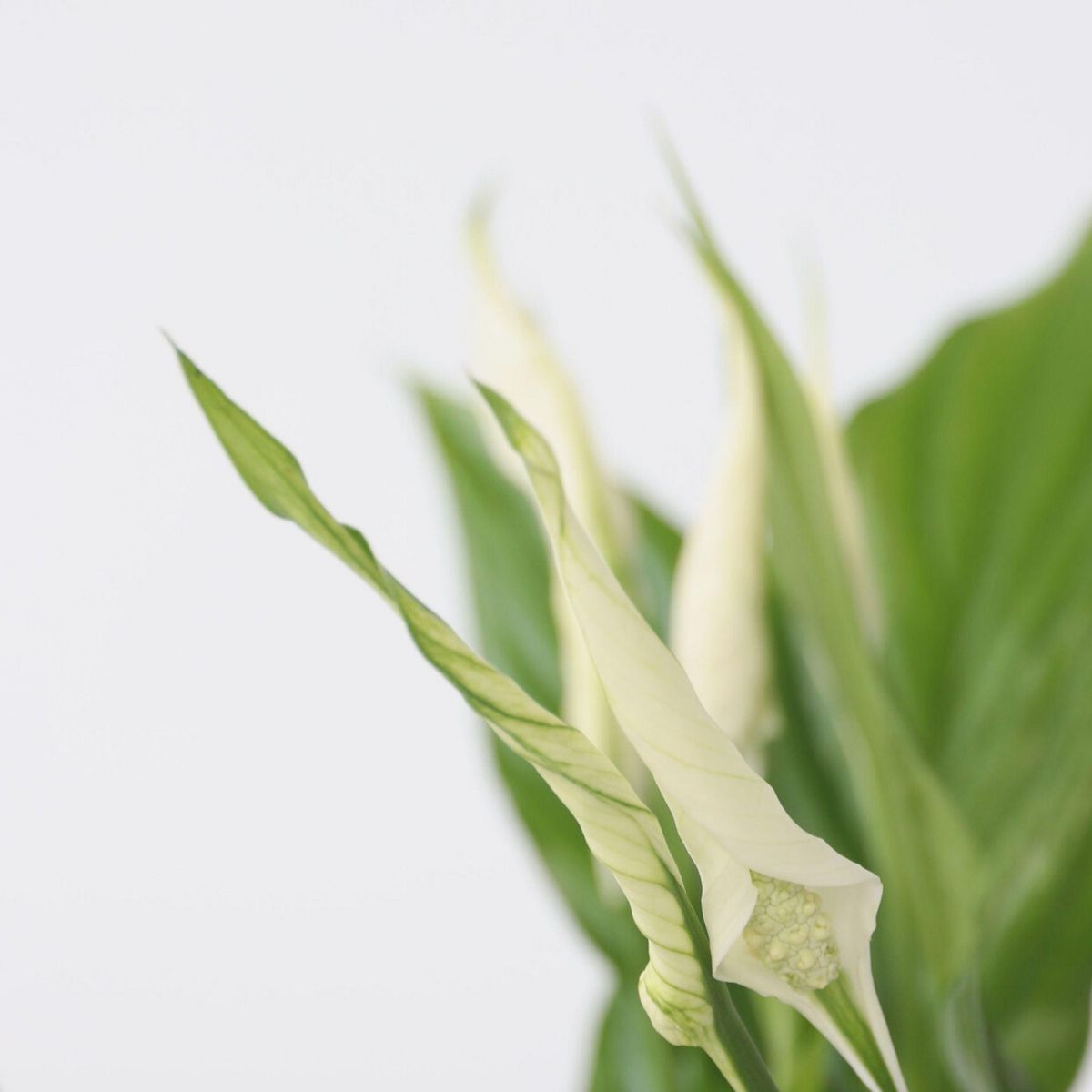 PLANT IN A BOX Fleur de lune - Set de 3 - Spathiphyllum 'Torelli' - Hauteur 30-45cm - ⌀12cm