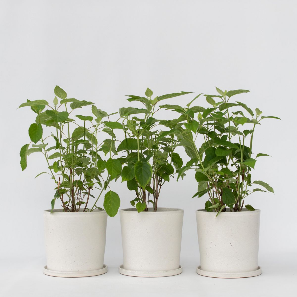 PLANT IN A BOX Hortensia - Set de 3 - Hydrangea 'Strong Annabelle' - Hauteur 30-40cm - ⌀19cm