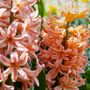 Voir la diapositive 4 : PLANT IN A BOX Mélange de bulbes pour le jardin - Set de 25 - Narcissus, Tulipa, Hyacinthus