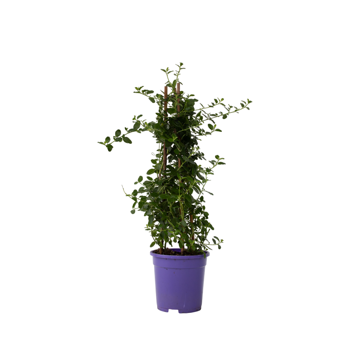 PLANT IN A BOX Lilas de Californie - Ceanothus thyrsiflorus Repens - Hauteur 60-70cm - ⌀17cm