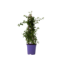 Voir la diapositive 1 : PLANT IN A BOX Lilas de Californie - Ceanothus thyrsiflorus Repens - Hauteur 60-70cm - ⌀17cm