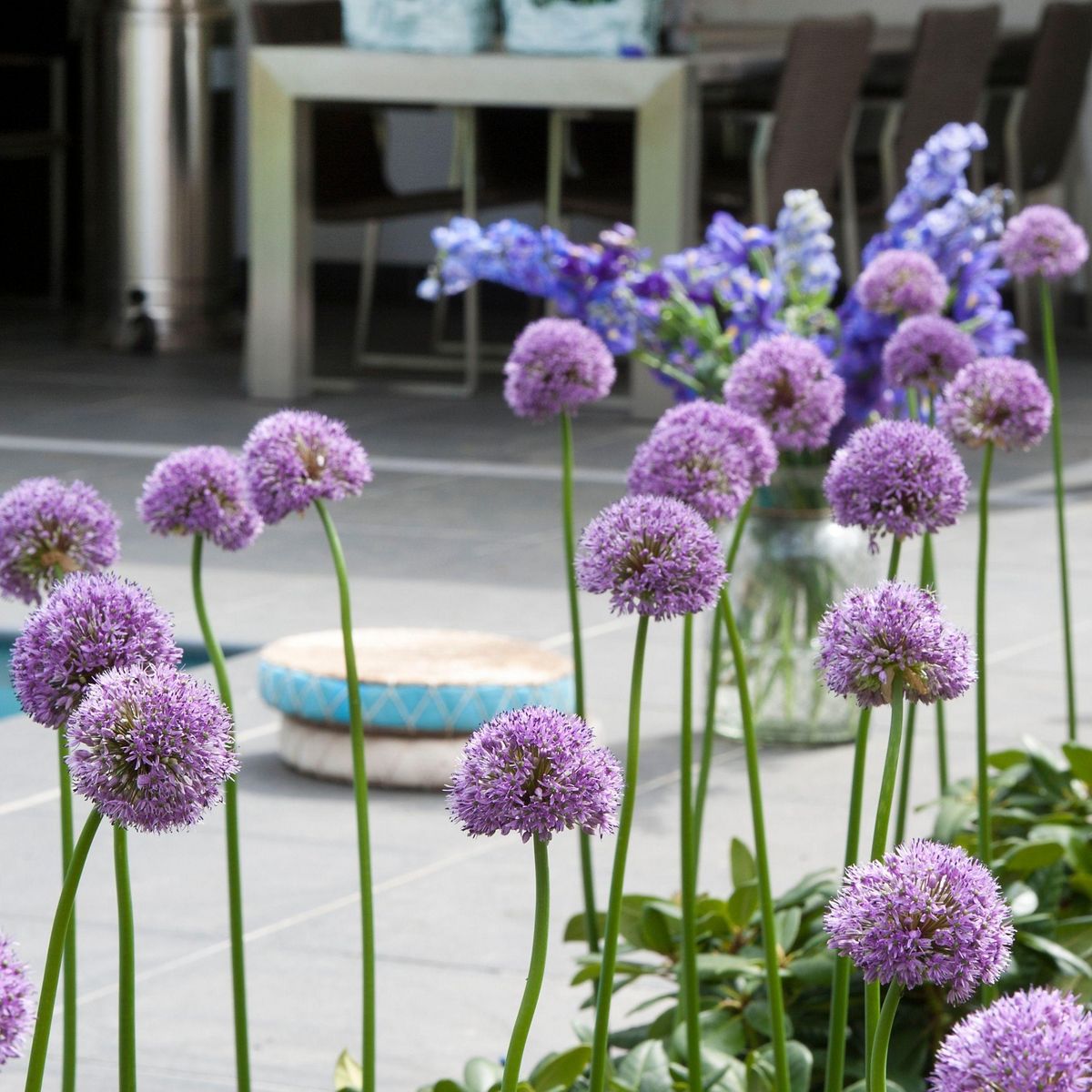 PLANT IN A BOX Ail - Set de 16 - Allium 'Gladiator' - Bulbes à fleurs - Violet