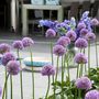 Voir la diapositive 4 : PLANT IN A BOX Ail - Set de 16 - Allium 'Gladiator' - Bulbes à fleurs - Violet
