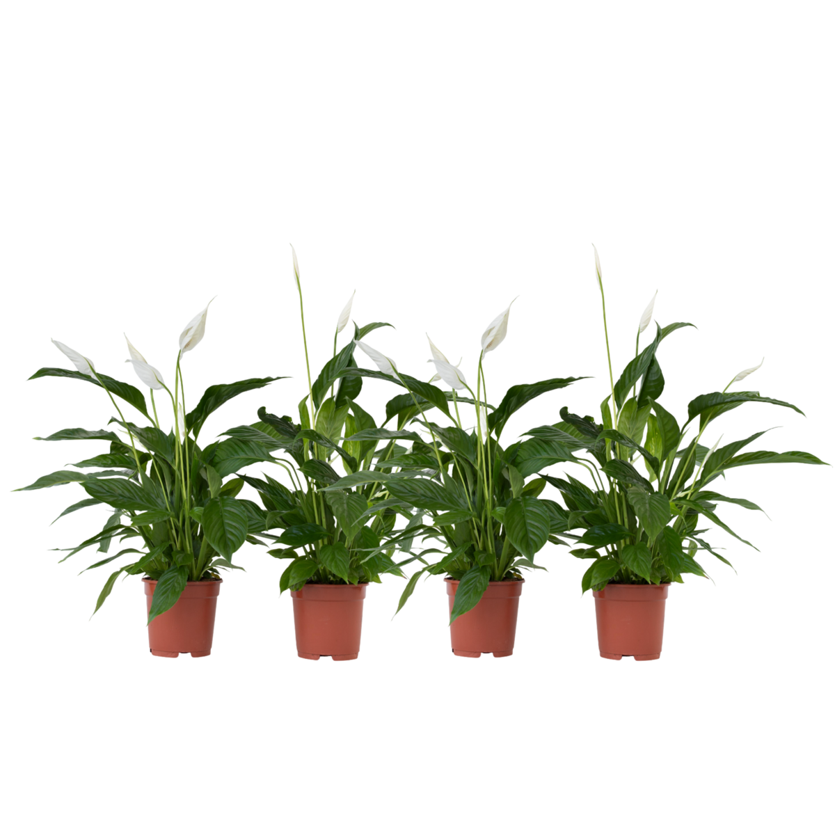 PLANT IN A BOX Fleur de lune - Set de 4 - Spathiphyllum 'Lima' - Hauteur 60-75cm - ⌀12cm
