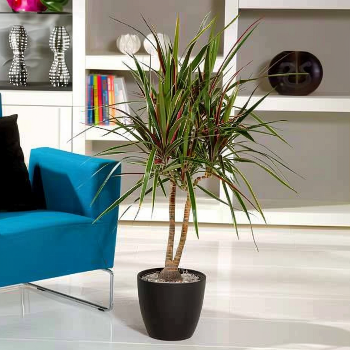 PLANT IN A BOX Dragonnier - Dracaena marginata 'Bicolor' - Hauteur 110-130cm - ⌀24cm