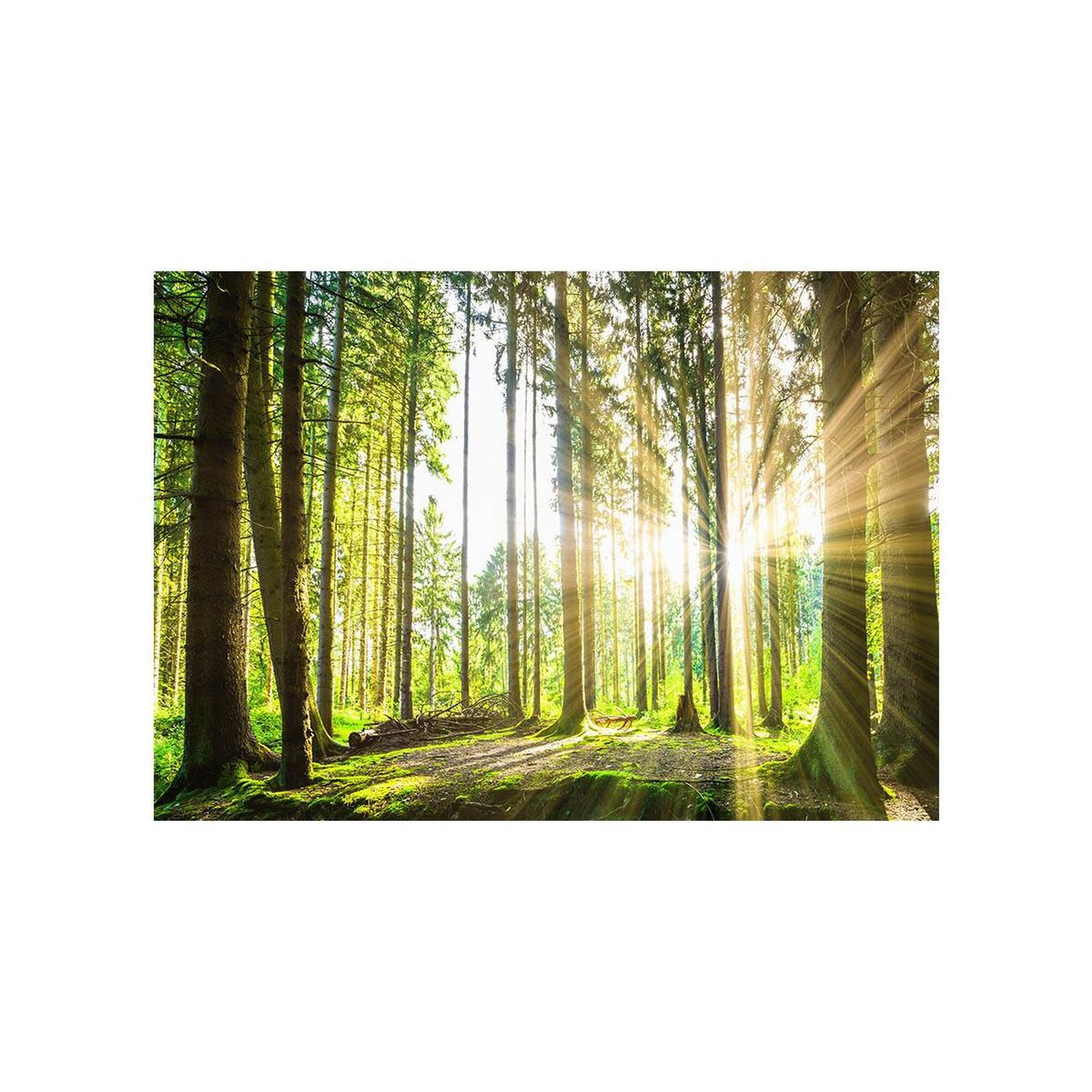 Voir la diapositive 2 : Paris Prix Papier peint  forest tales