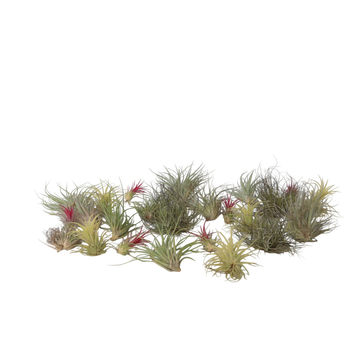 PLANT IN A BOX Plante aérienne - Set de 24 - Tillandsia - Hauteur 5-15cm - ⌀5cm