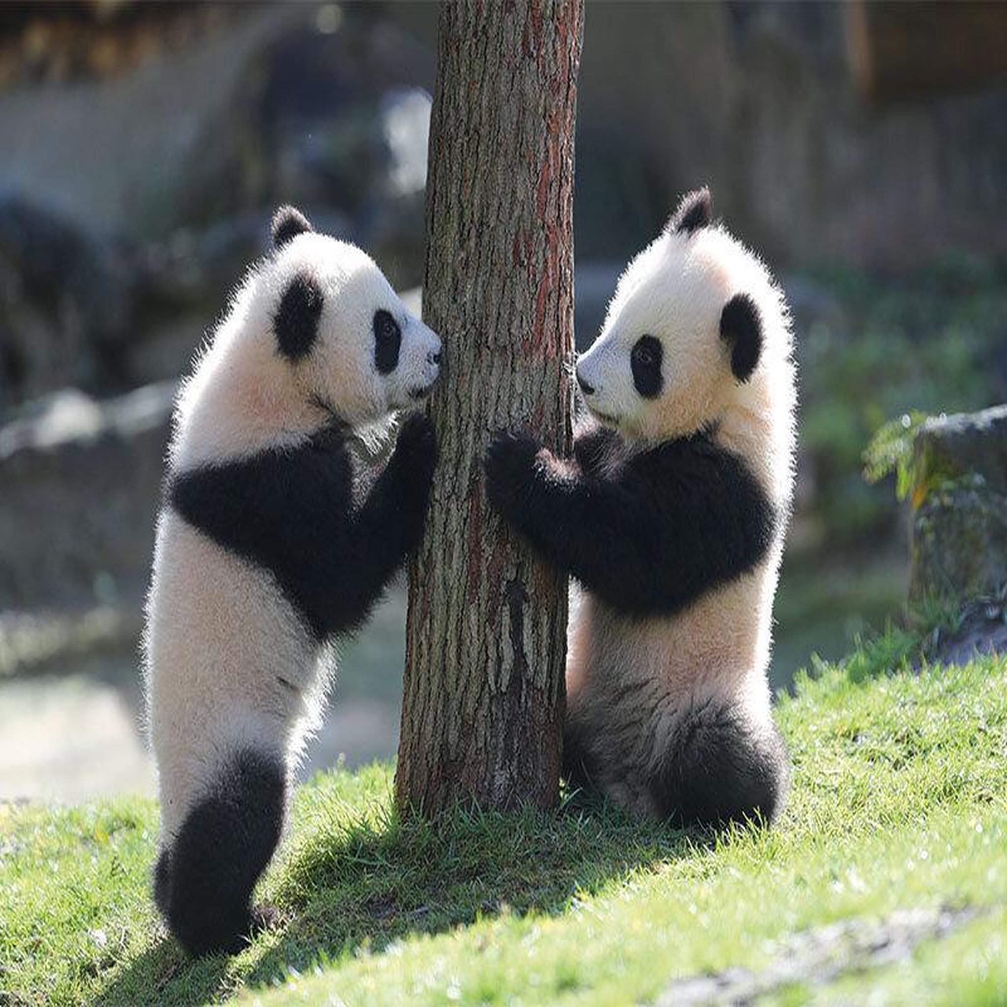 Voir la diapositive 6 : Smartbox Séjour au ZooParc de Beauval 2026: entrées 2 adulte et 1 nuit à proximité - Coffret Cadeau Multi-thèmes