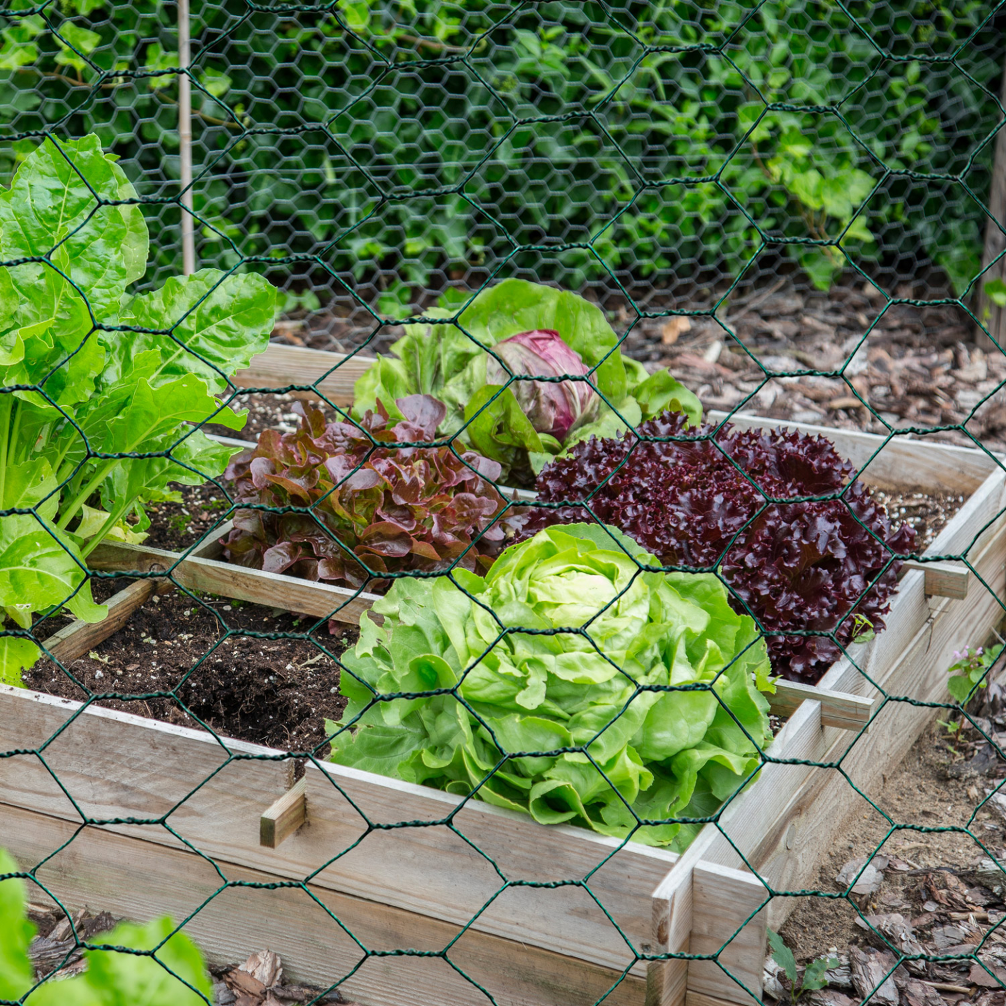 Voir la diapositive 4 : ID MARKET Grillage pour poules vert 1x25m maille 25mm triple torsion clôture souple jardin animaux