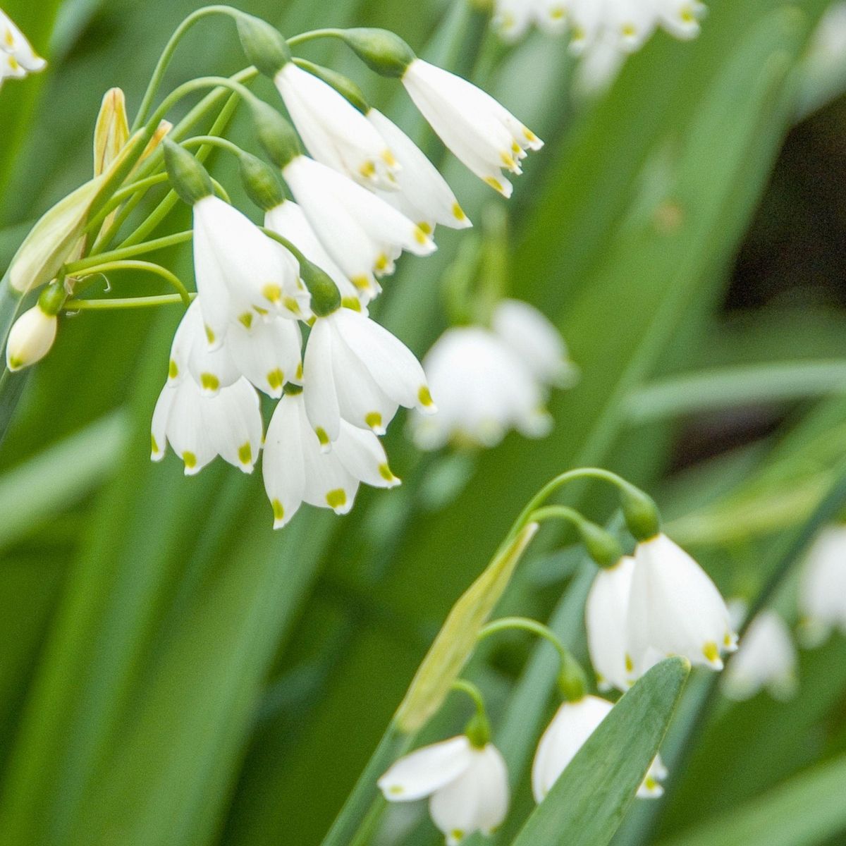 PLANT IN A BOX Nivéole d'été - Set de 40 - Leucojum aestivum - Bulbes à fleurs - Blanc