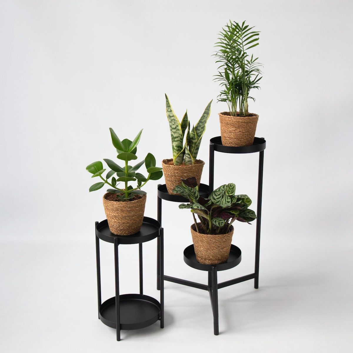 PLANT IN A BOX Plantes d'intérieur faciles - Lot de 4 avec panier - Hauteur 25-40cm - ⌀12cm