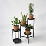 Voir la diapositive 5 : PLANT IN A BOX Plantes d'intérieur faciles - Lot de 4 avec panier - Hauteur 25-40cm - ⌀12cm
