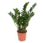 Voir la diapositive 1 : PLANT IN A BOX Plante ZZ - Zamioculcas Emerald - Hauteur 70-80cm - ⌀21cm