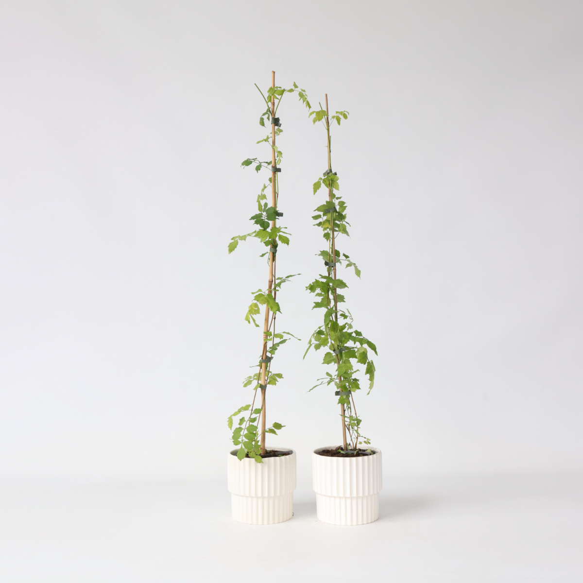 PLANT IN A BOX Bignone à trompettes - Set de 2 - Campsis radicans - Hauteur 110-120cm - ⌀17cm