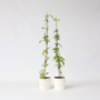 Voir la diapositive 5 : PLANT IN A BOX Bignone à trompettes - Set de 2 - Campsis radicans - Hauteur 110-120cm - ⌀17cm