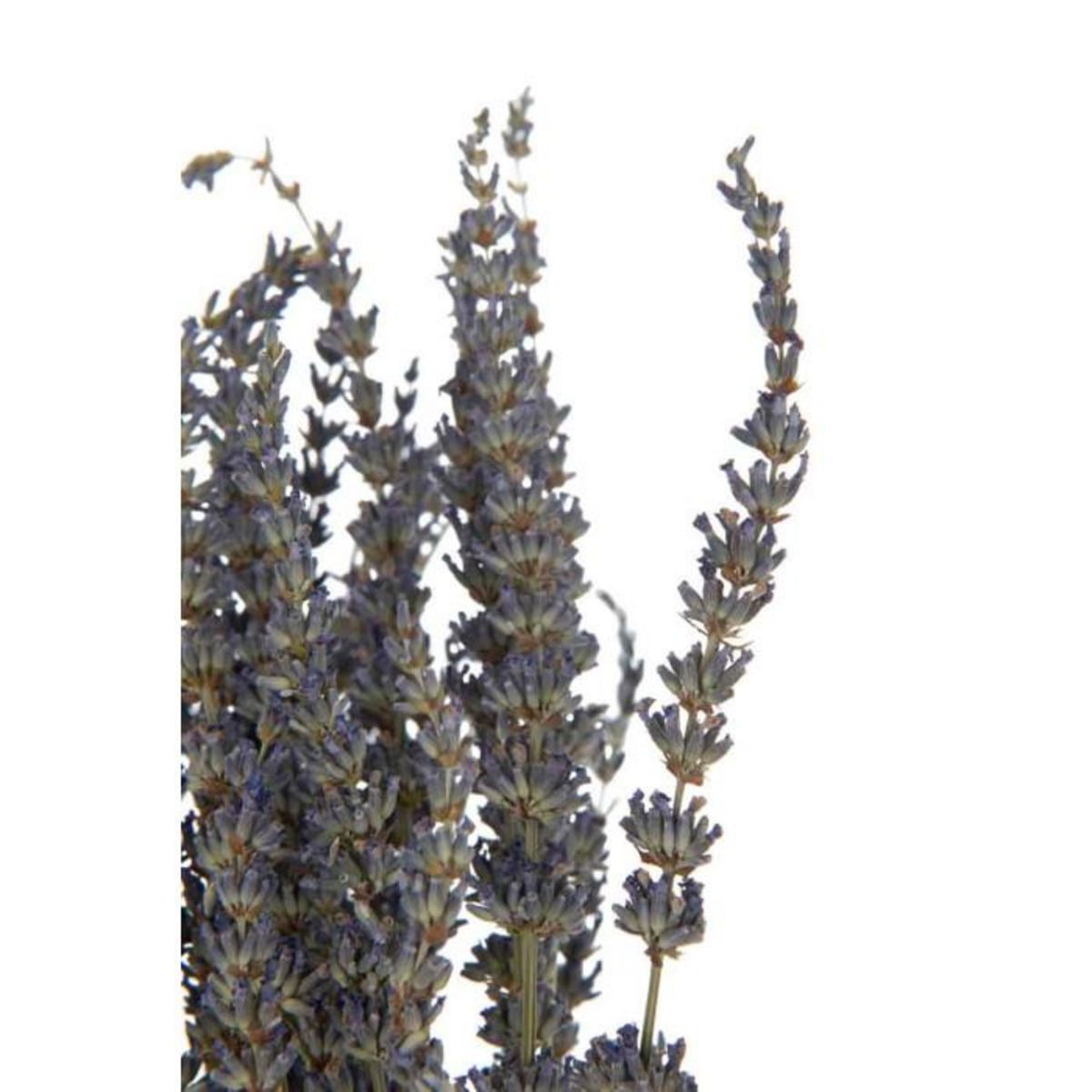 Paris Prix Bouquet de Fleurs Séchées  Lavande  73cm Mauve