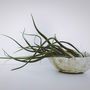 Voir la diapositive 5 : PLANT IN A BOX Plante aérienne - Set de 10 - Tillandsia - Hauteur 5-15cm - ⌀5cm