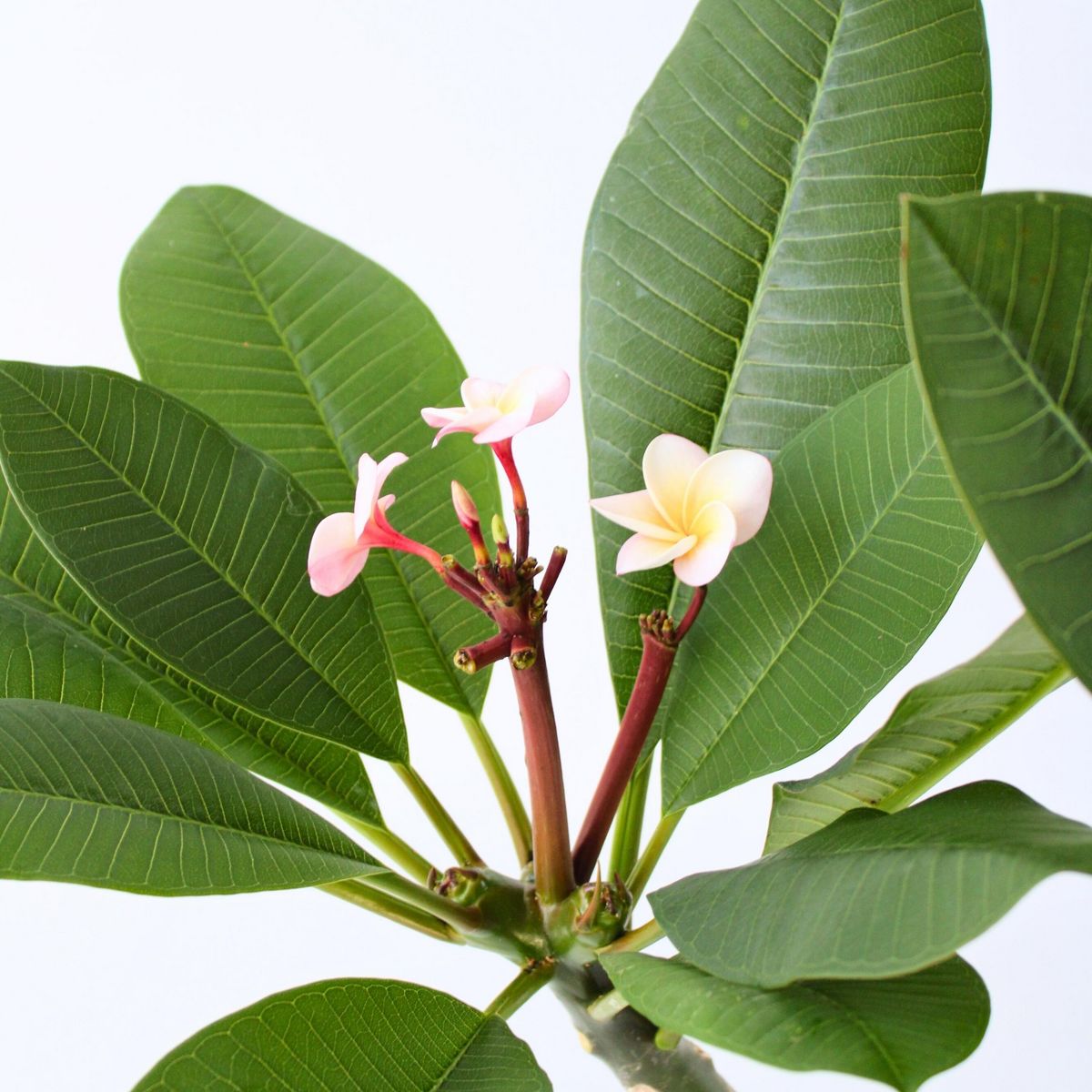 PLANT IN A BOX Frangipanier hawaii - Plumeria rubra 'Rose' - Hauteur 55-70cm - ⌀17cm