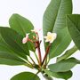 Voir la diapositive 3 : PLANT IN A BOX Frangipanier hawaii - Plumeria rubra 'Rose' - Hauteur 55-70cm - ⌀17cm