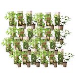 PLANT IN A BOX Hortensia - Set de 24 - Hortensia paniculata - Hauteur 25-35cm - ⌀9cm
