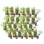 Voir la diapositive 1 : PLANT IN A BOX Hortensia - Set de 24 - Hortensia paniculata - Hauteur 25-35cm - ⌀9cm