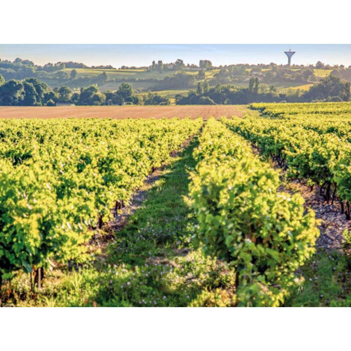 Smartbox Sélection de 5 bouteilles de pineau des Charentes à découvrir chez soi - Coffret Cadeau Gastronomie