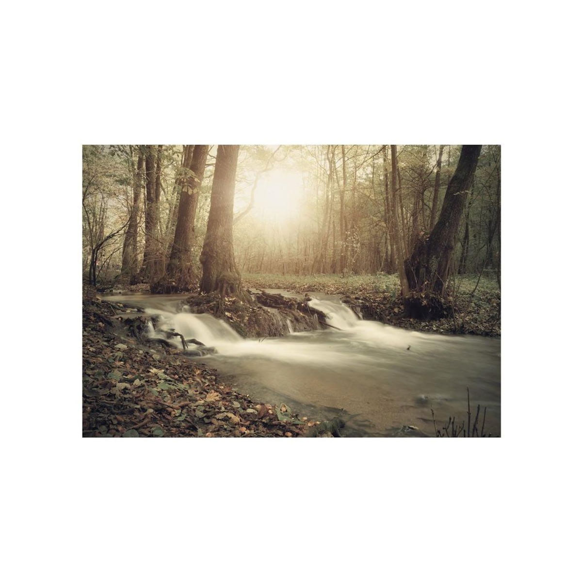 Paris Prix Papier Peint  Forest Cascade