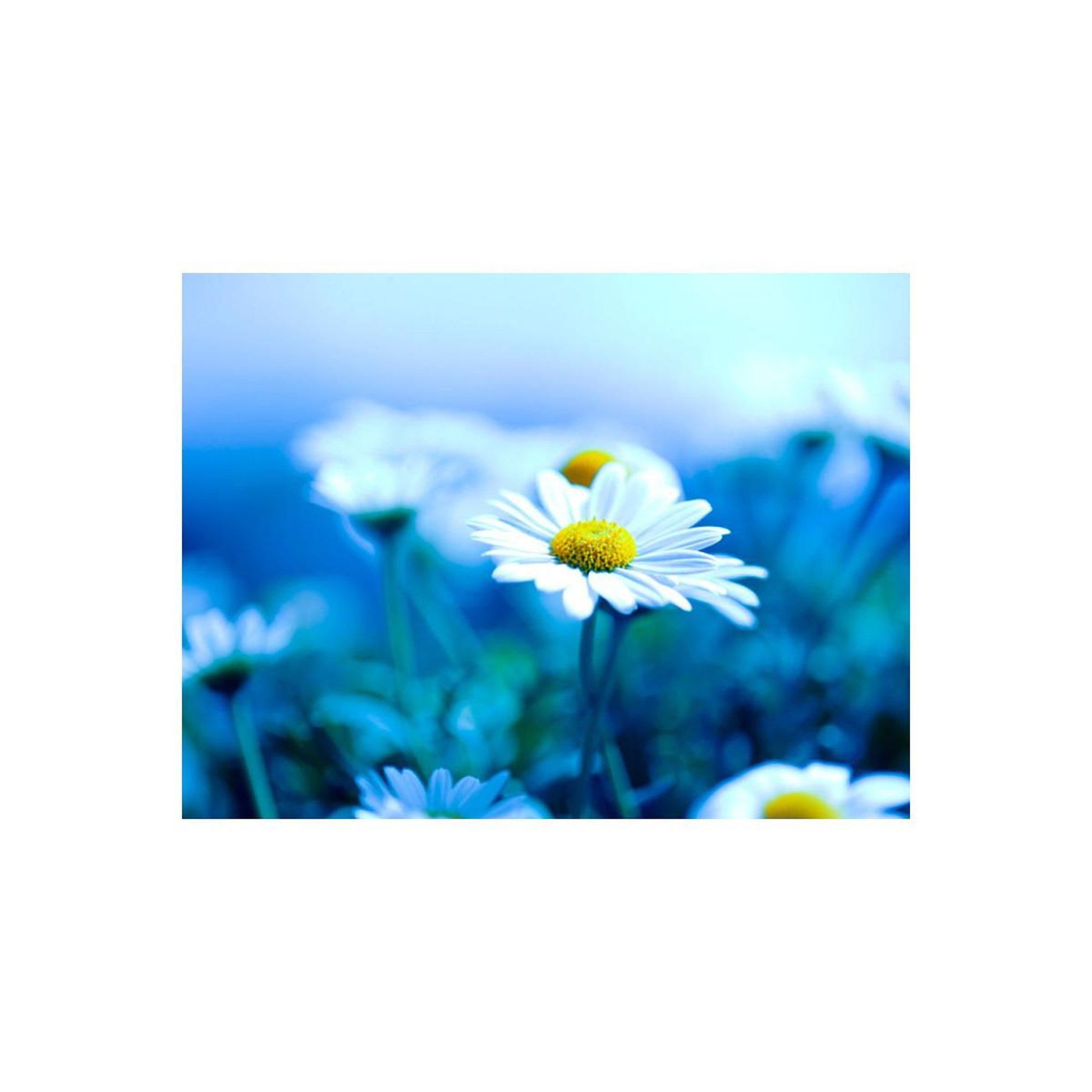 Voir la diapositive 2 : Paris Prix Papier peint  marguerite sur une prairie bleue
