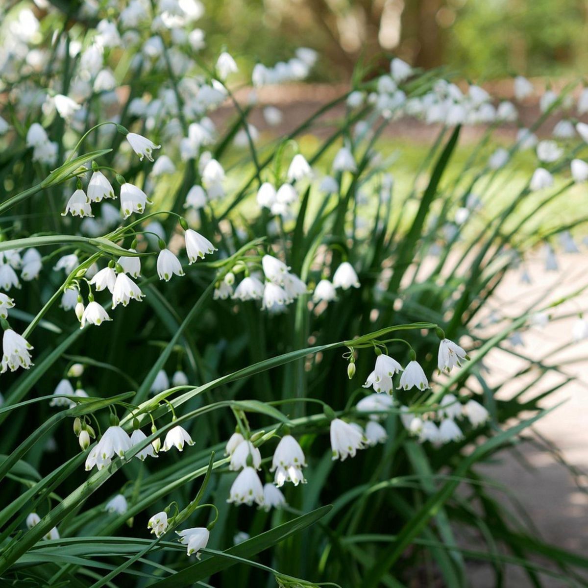 PLANT IN A BOX Nivéole d'été - Set de 20 - Leucojum aestivum - Bulbes à fleurs - Blanc