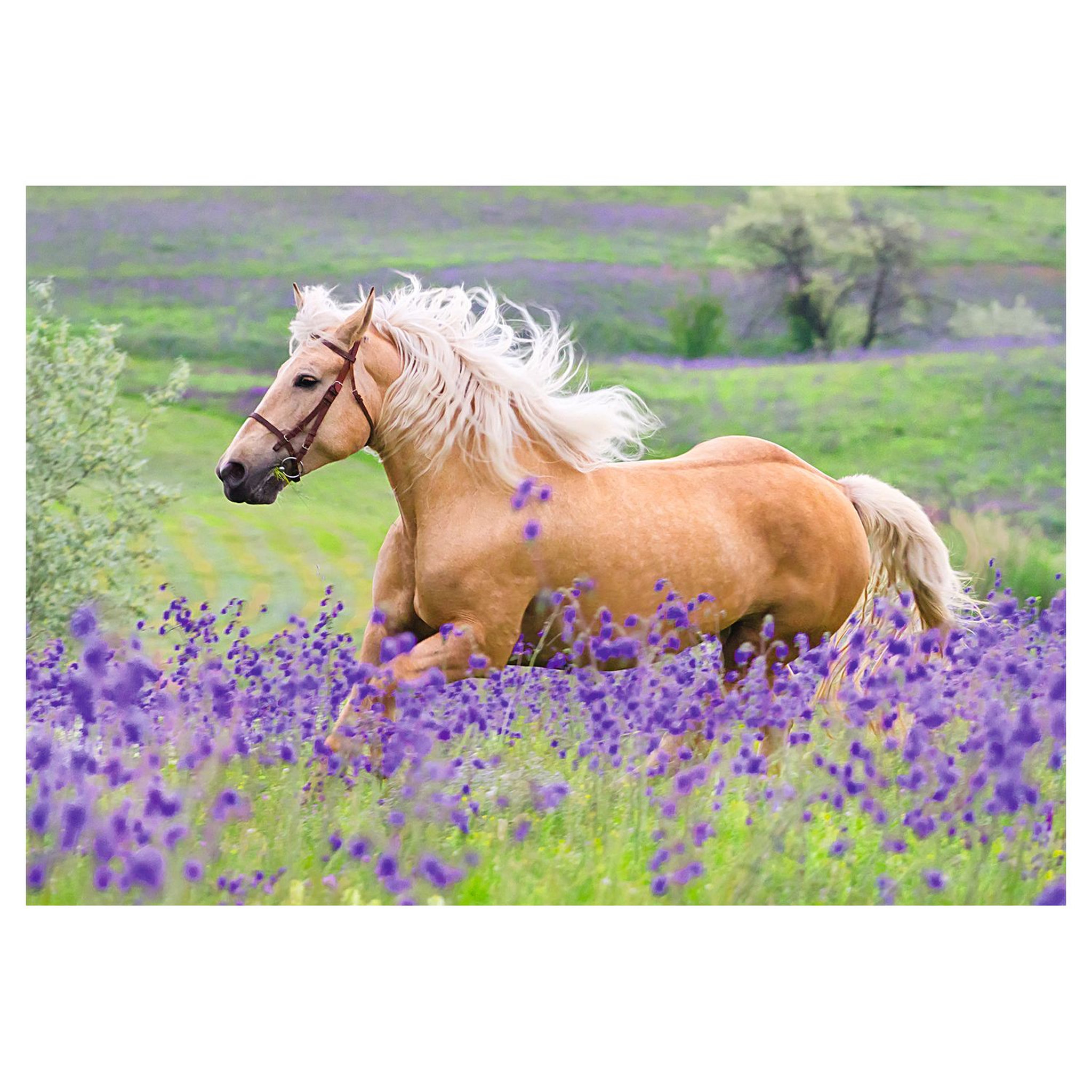 Voir la diapositive 3 : RAVENSBURGER Puzzles 2x24 pièces - L'amour des chevaux