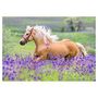 Voir la diapositive 3 : RAVENSBURGER Puzzles 2x24 pièces - L'amour des chevaux