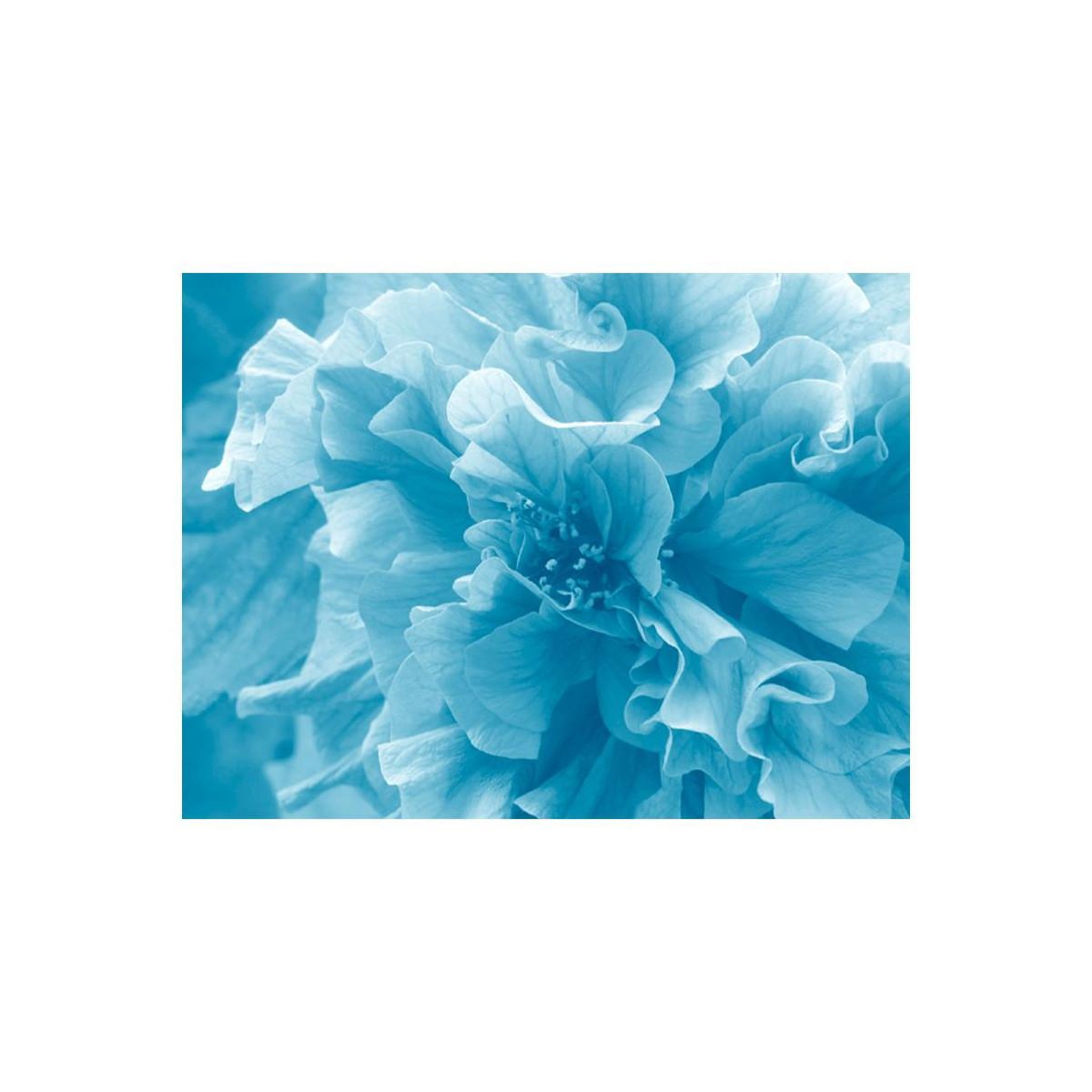 Voir la diapositive 2 : Paris Prix Papier peint  blue azalea